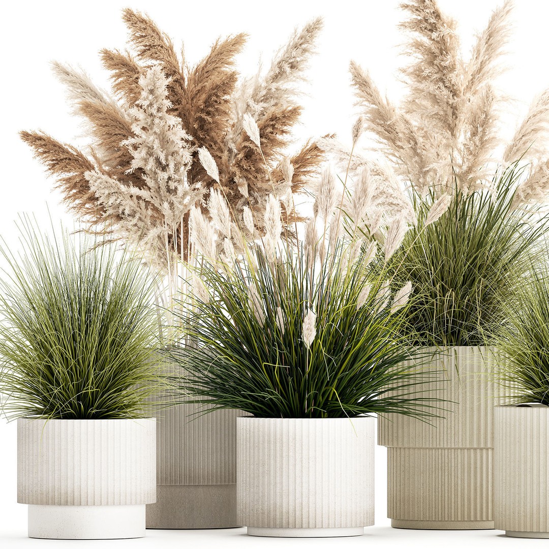 Pampas Grass Bushes in Pots 3D Model – Lush Landscaping Decor - View 12