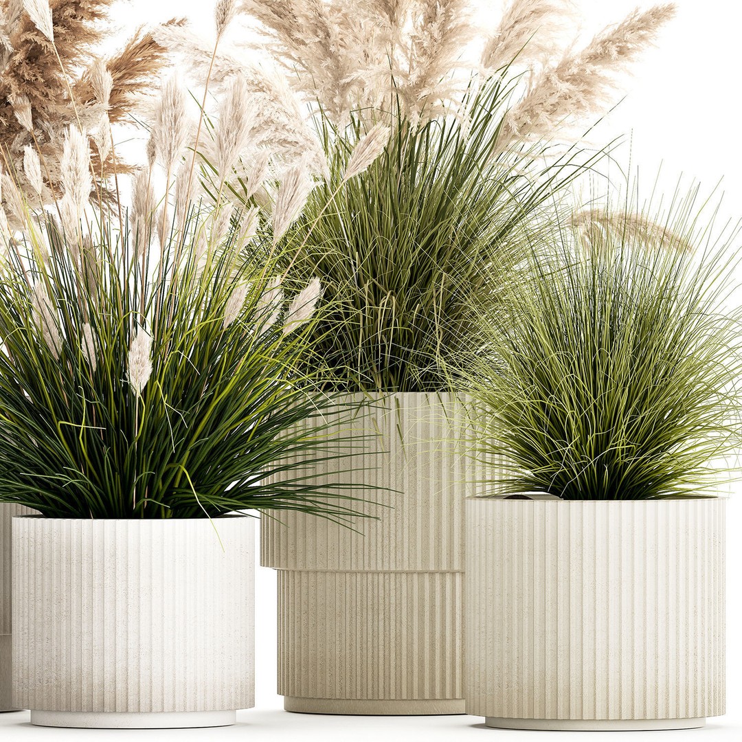 Pampas Grass Bushes in Pots 3D Model – Lush Landscaping Decor - View 13
