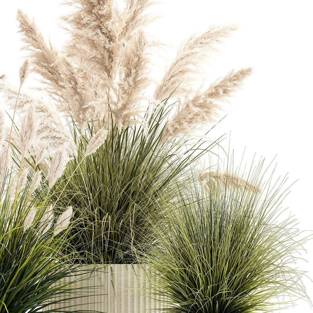Pampas Grass Bushes in Pots 3D Model – Lush Landscaping Decor - View 14