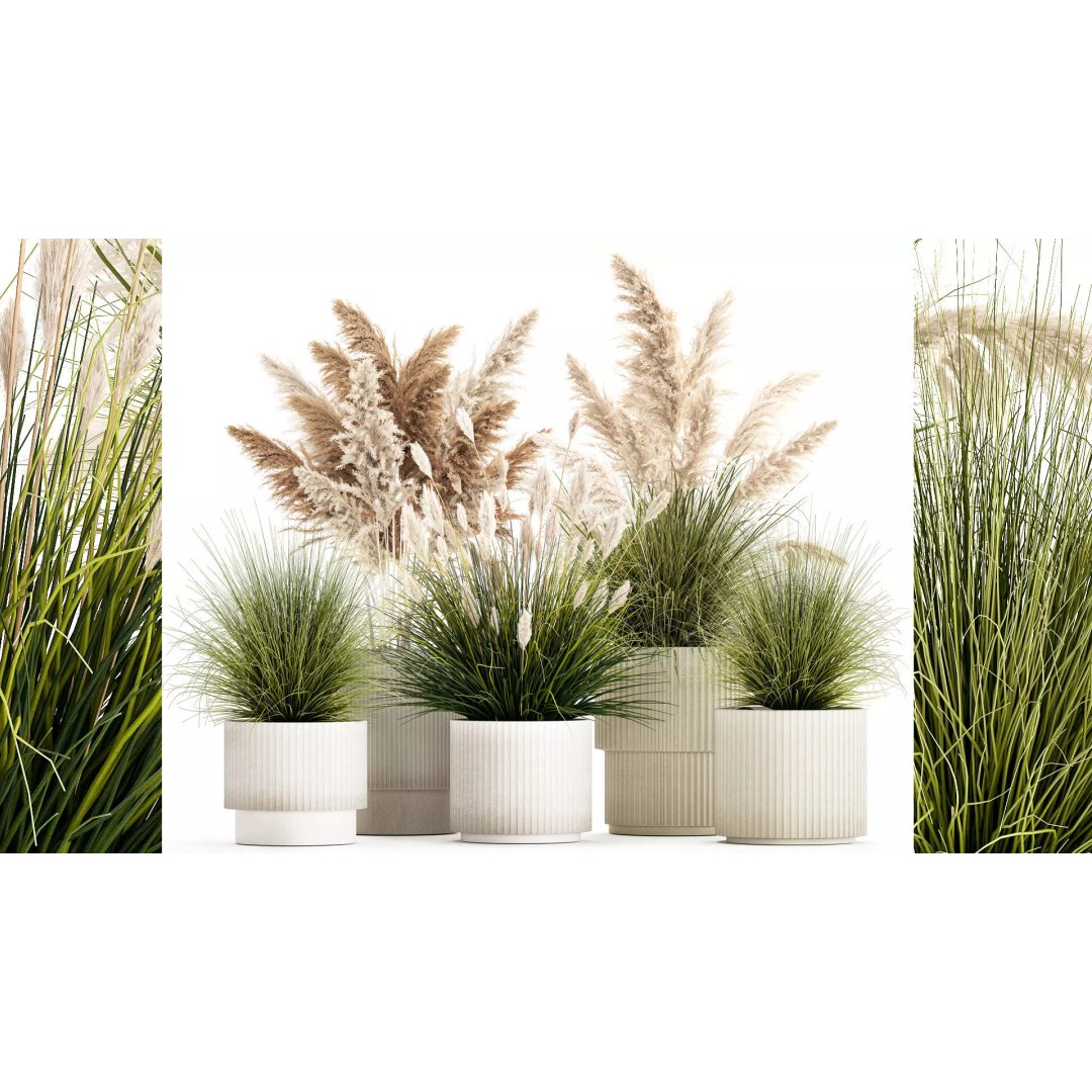 Pampas Grass Bushes in Pots 3D Model – Lush Landscaping Decor - View 2