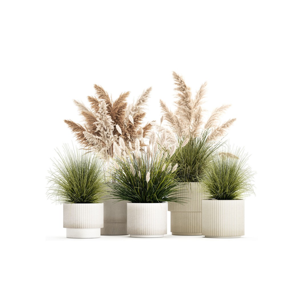 Pampas Grass Bushes in Pots 3D Model – Lush Landscaping Decor - View 3