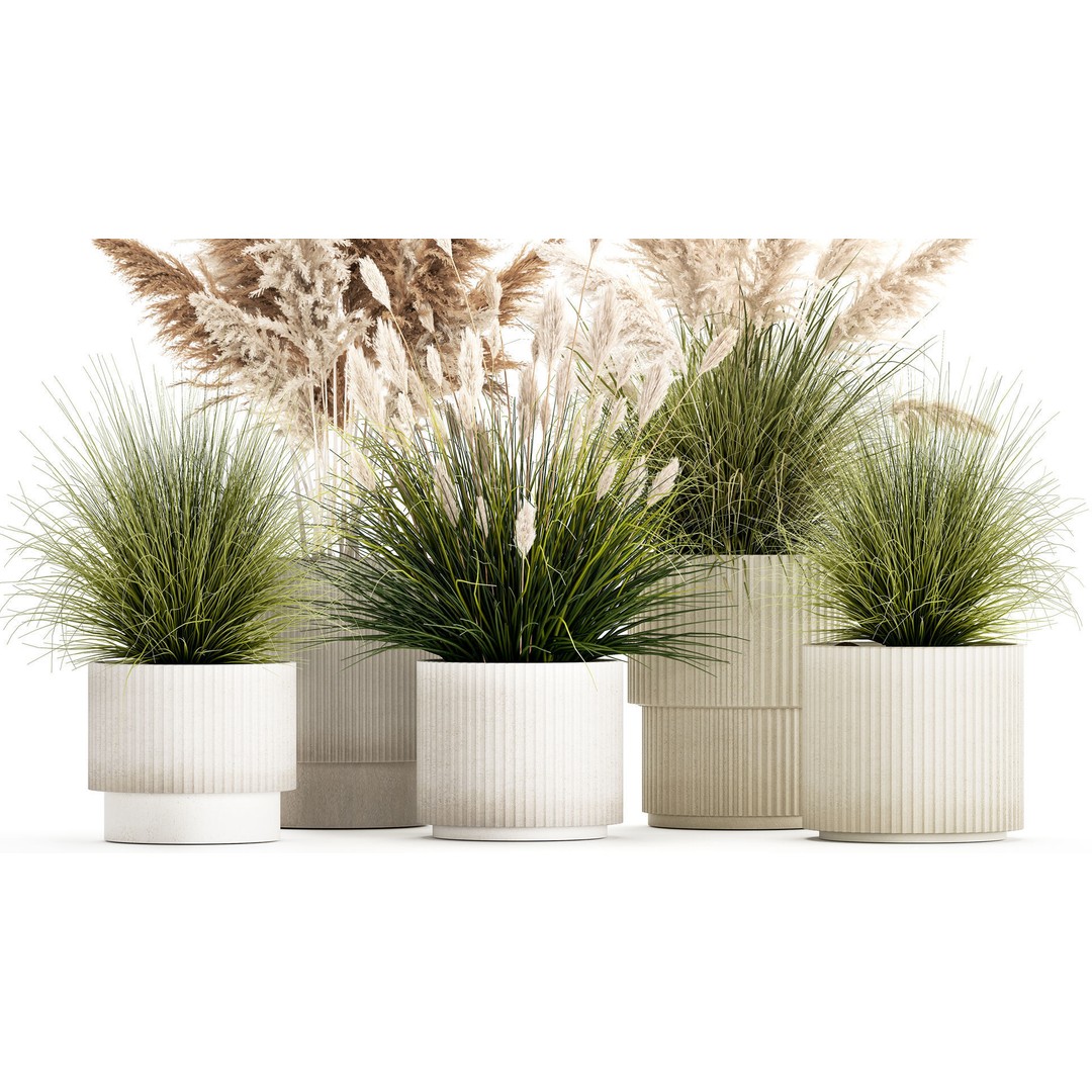 Pampas Grass Bushes in Pots 3D Model – Lush Landscaping Decor - View 4