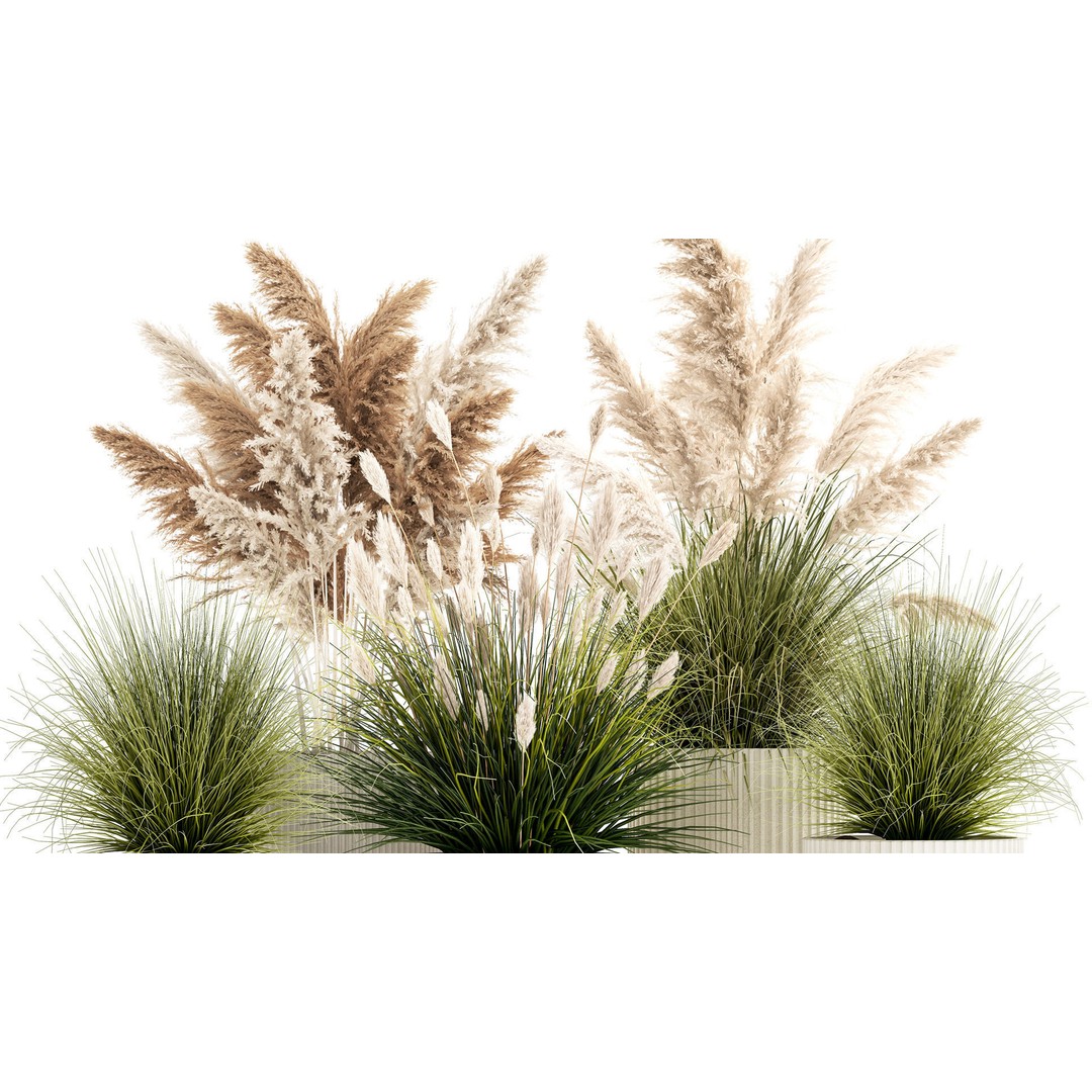 Pampas Grass Bushes in Pots 3D Model – Lush Landscaping Decor - View 5