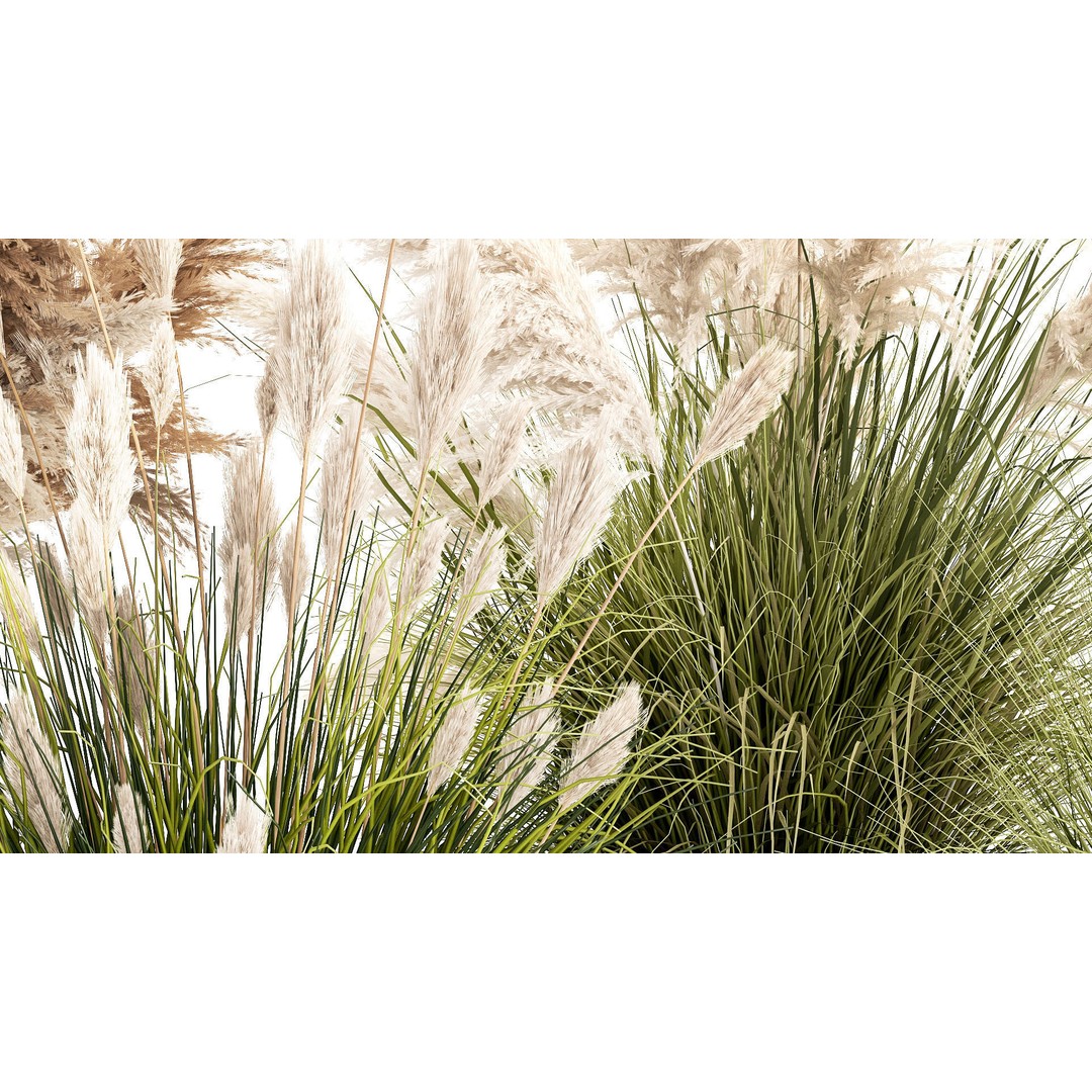 Pampas Grass Bushes in Pots 3D Model – Lush Landscaping Decor - View 8