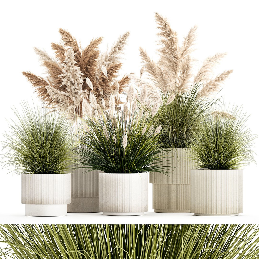 Pampas Grass Bushes in Pots 3D Model – Lush Landscaping Decor - View 9