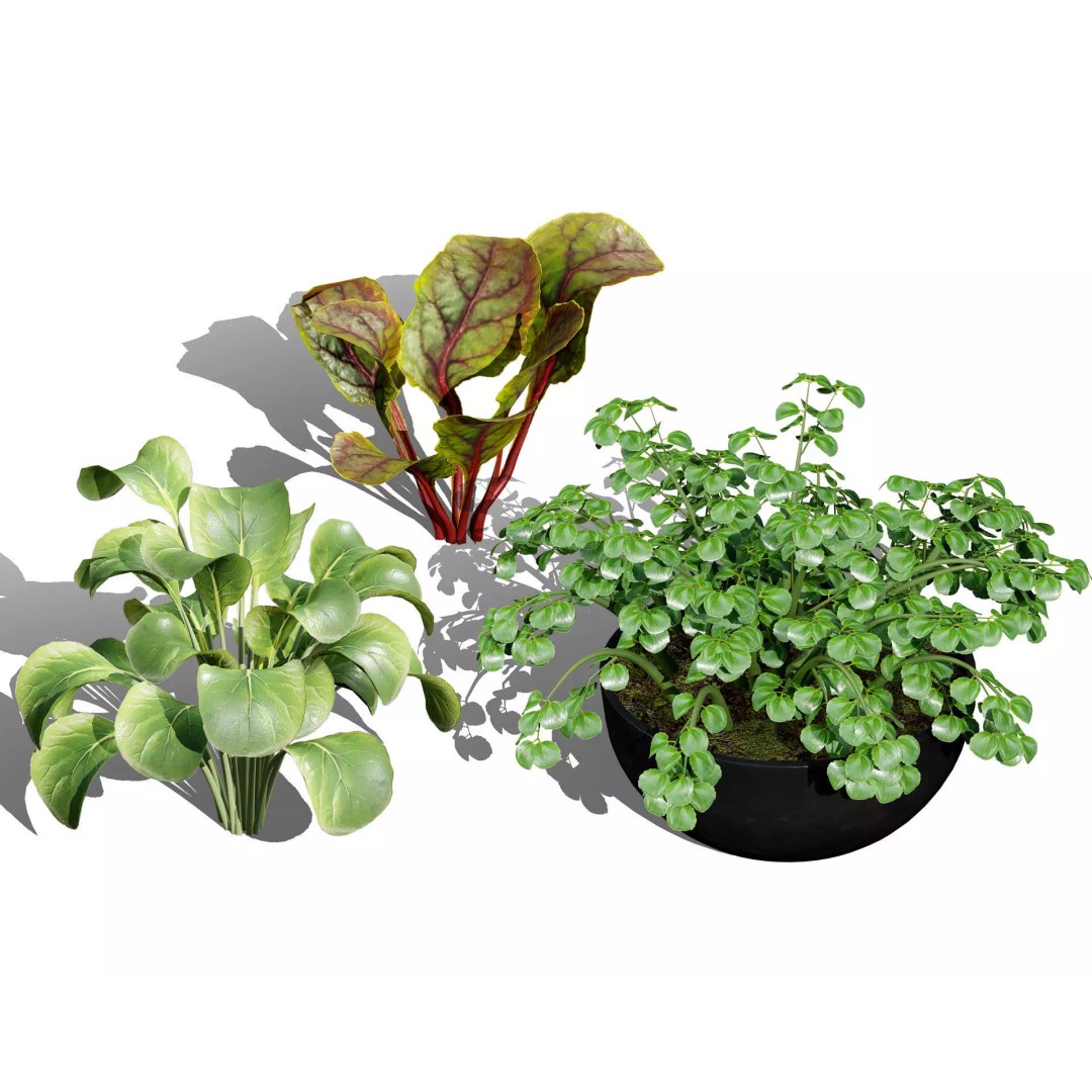 Leafy Green Plants Pack 3D Model – Low Poly Game Asset, FBX - View 2