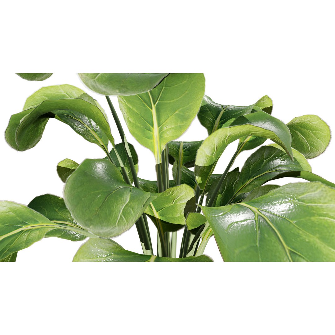 Leafy Green Plants Pack 3D Model – Low Poly Game Asset, FBX - View 5
