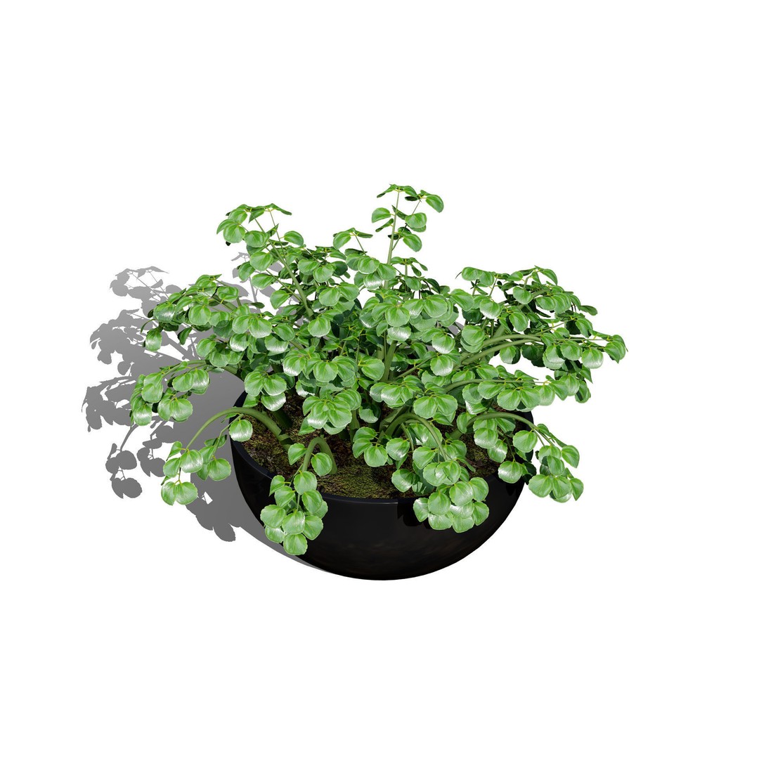 Leafy Green Plants Pack 3D Model – Low Poly Game Asset, FBX - View 6