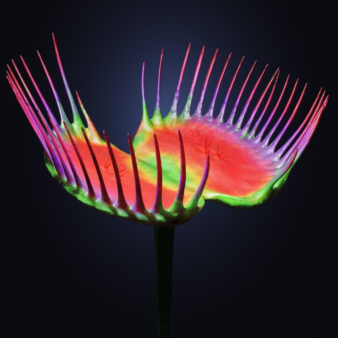 Venus Fly Trap 3D Model – Rigged Low-Poly Game Asset, FBX, Blender - View 10