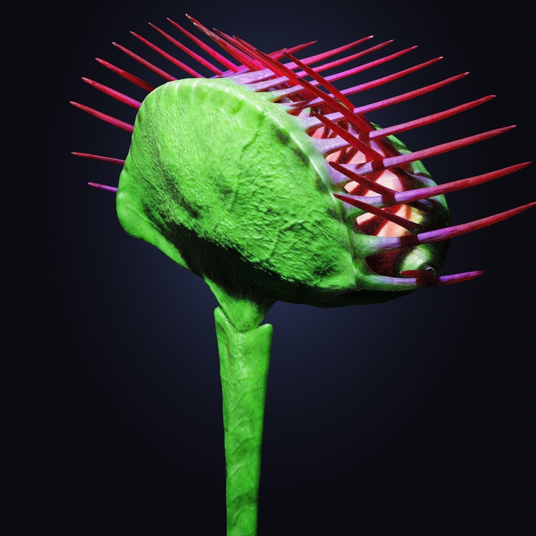 Venus Fly Trap 3D Model – Rigged Low-Poly Game Asset, FBX, Blender - View 12