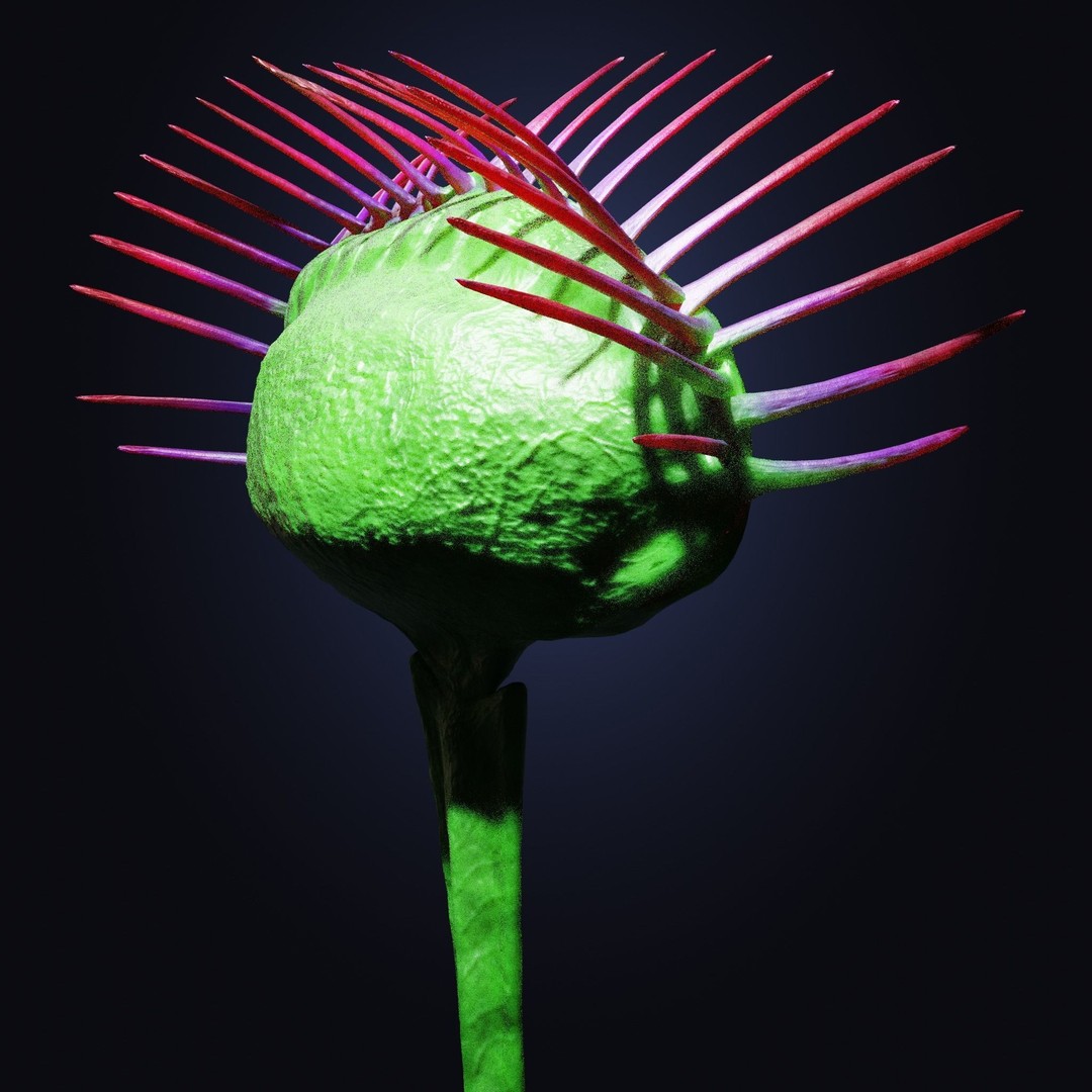 Venus Fly Trap 3D Model – Rigged Low-Poly Game Asset, FBX, Blender - View 13