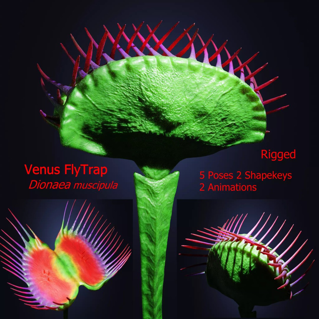 Venus Fly Trap 3D Model – Rigged Low-Poly Game Asset, FBX, Blender - View 2
