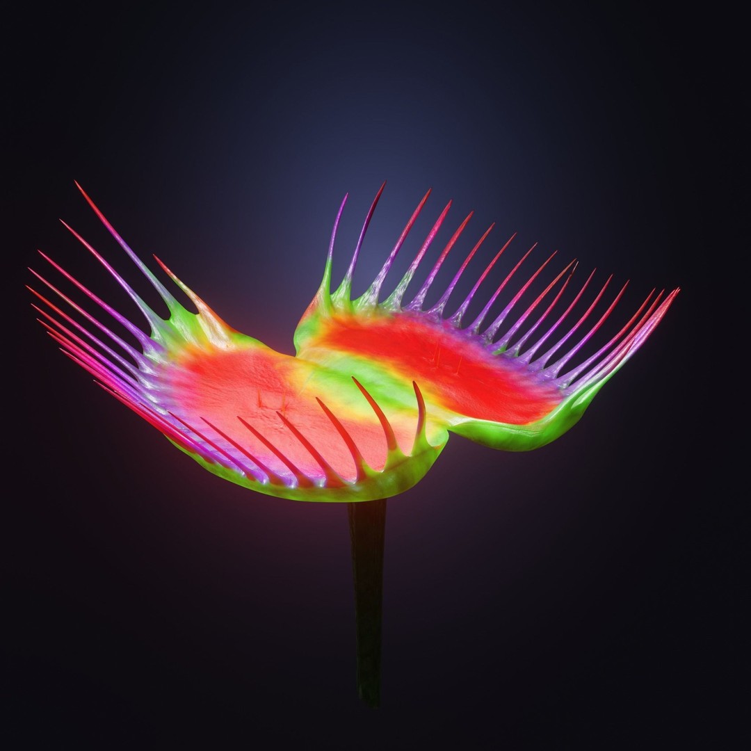 Venus Fly Trap 3D Model – Rigged Low-Poly Game Asset, FBX, Blender - View 24