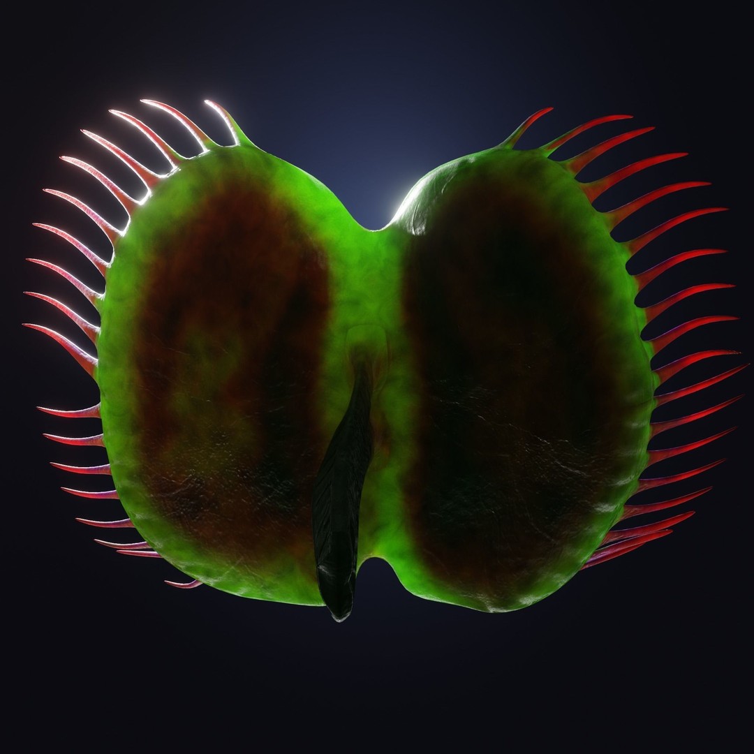 Venus Fly Trap 3D Model – Rigged Low-Poly Game Asset, FBX, Blender - View 25