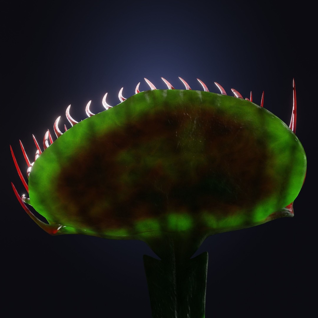 Venus Fly Trap 3D Model – Rigged Low-Poly Game Asset, FBX, Blender - View 26