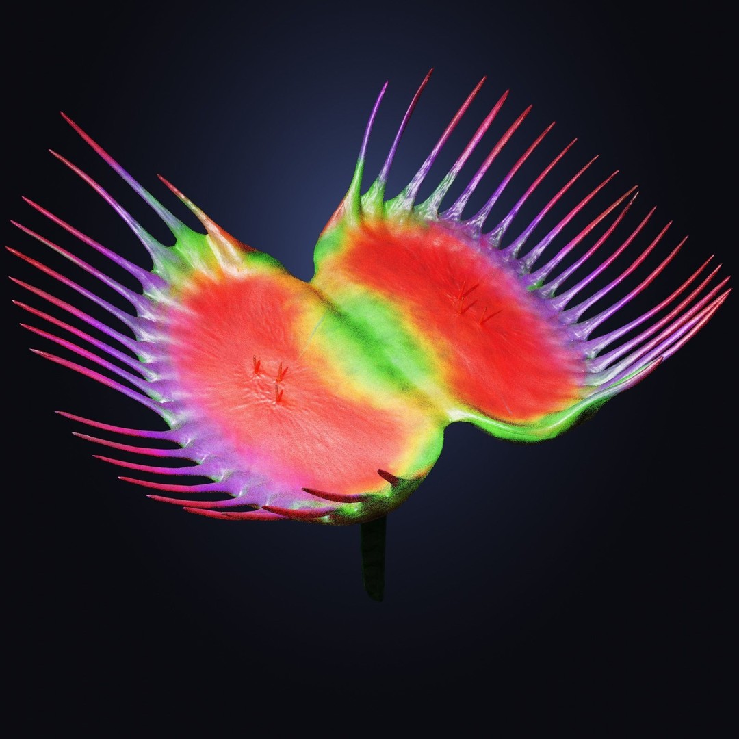 Venus Fly Trap 3D Model – Rigged Low-Poly Game Asset, FBX, Blender - View 3
