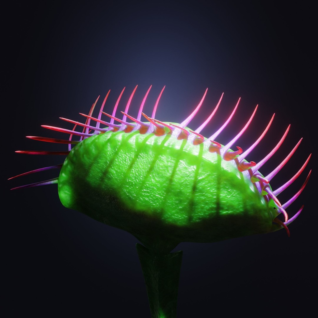 Venus Fly Trap 3D Model – Rigged Low-Poly Game Asset, FBX, Blender - View 31
