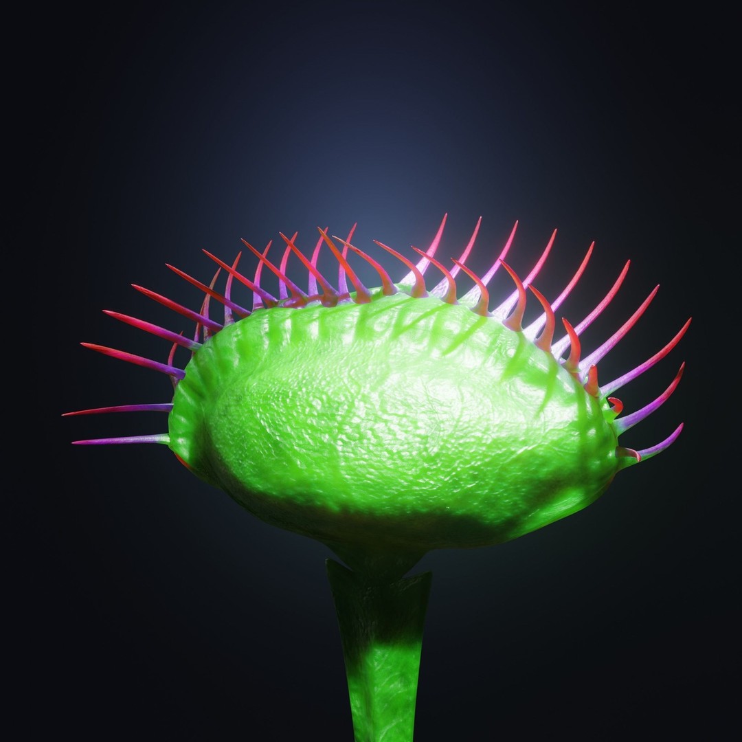 Venus Fly Trap 3D Model – Rigged Low-Poly Game Asset, FBX, Blender - View 32