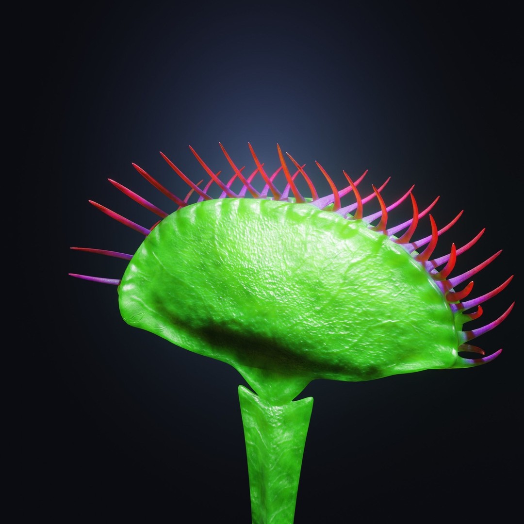 Venus Fly Trap 3D Model – Rigged Low-Poly Game Asset, FBX, Blender - View 33