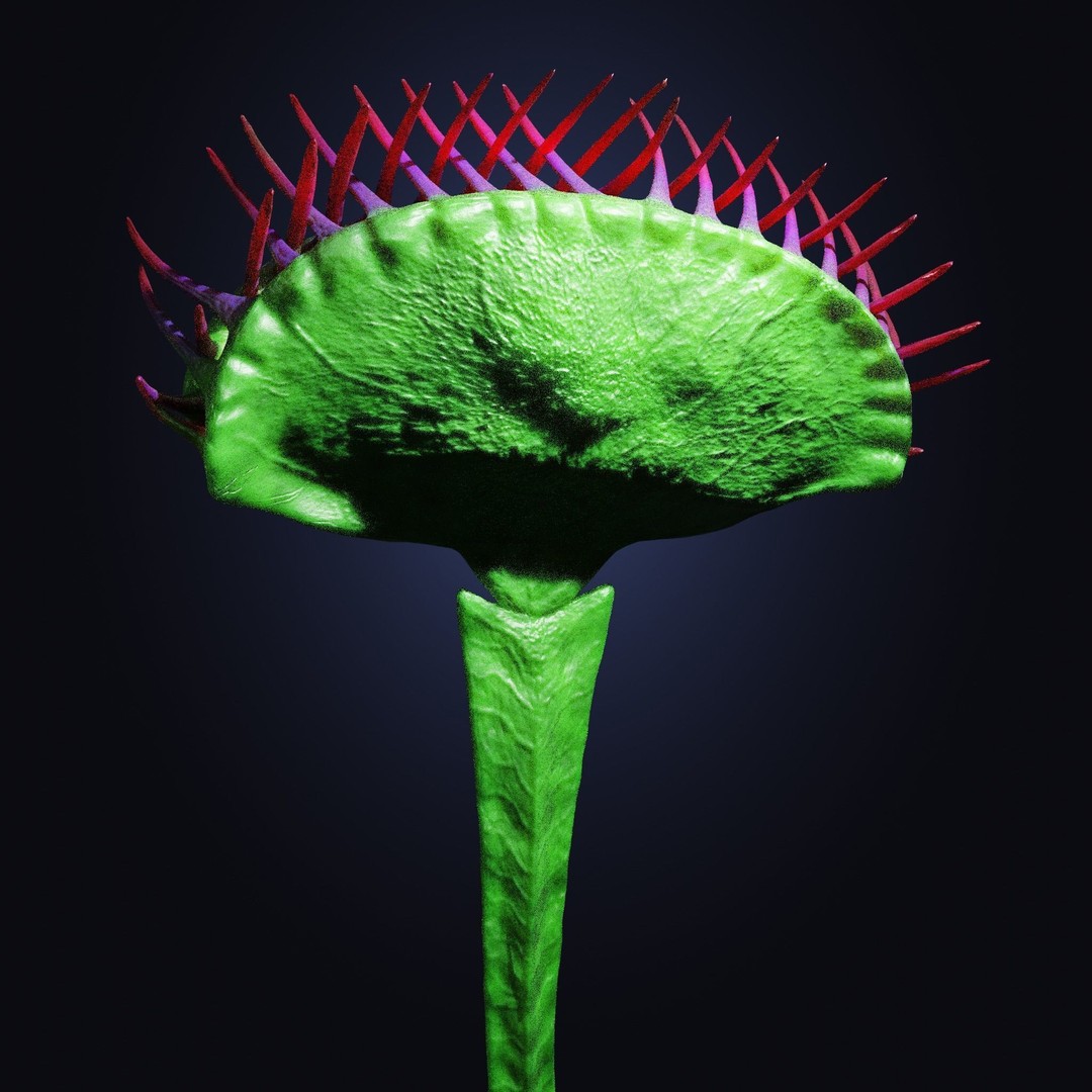 Venus Fly Trap 3D Model – Rigged Low-Poly Game Asset, FBX, Blender - View 35