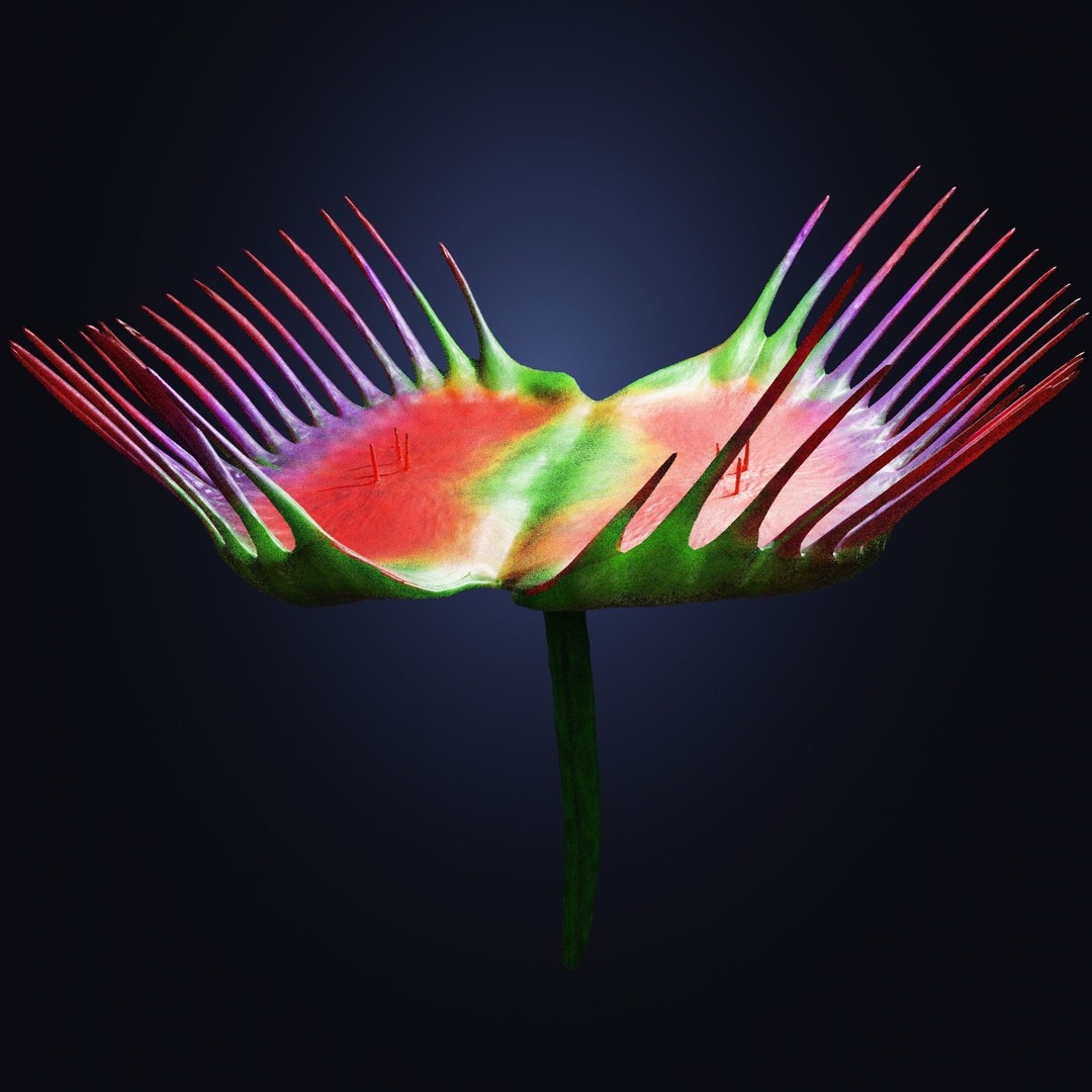 Venus Fly Trap 3D Model – Rigged Low-Poly Game Asset, FBX, Blender - View 36