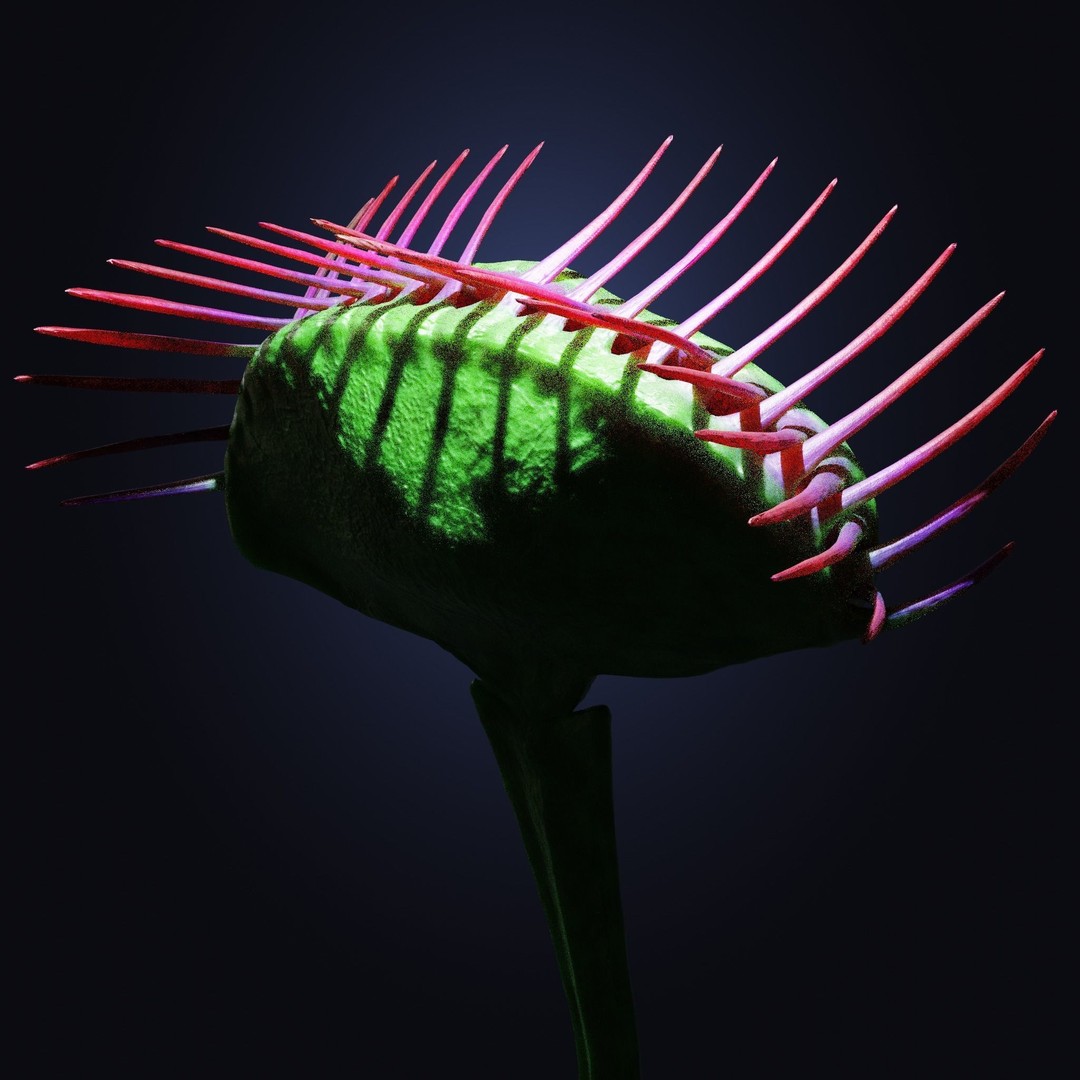 Venus Fly Trap 3D Model – Rigged Low-Poly Game Asset, FBX, Blender - View 4