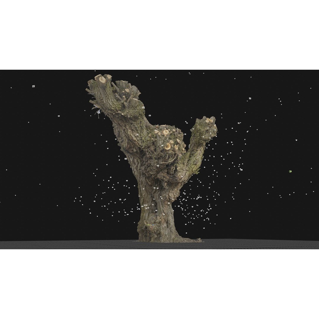 Old Willow 3D Model – Photogrammetry Tree Asset, FBX & Blender - View 10