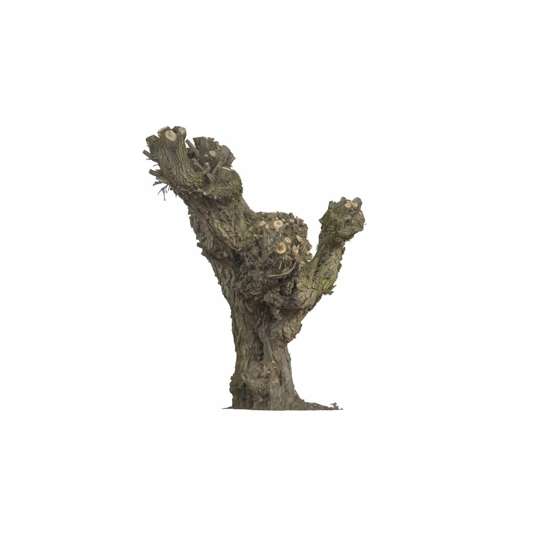 Old Willow 3D Model – Photogrammetry Tree Asset, FBX & Blender - View 2
