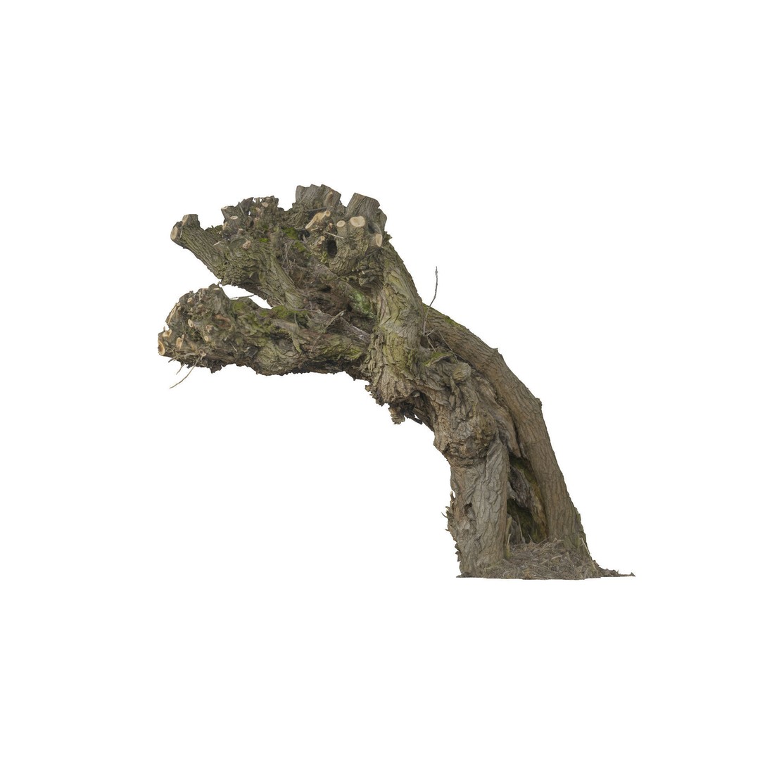 Old Willow 3D Model – Photogrammetry Tree Asset, FBX & Blender - View 4