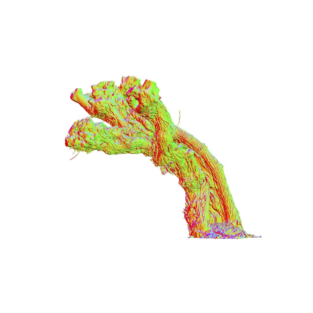Old Willow 3D Model – Photogrammetry Tree Asset, FBX & Blender - View 5