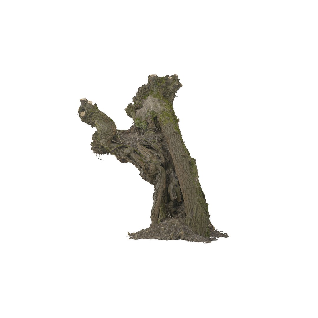 Old Willow 3D Model – Photogrammetry Tree Asset, FBX & Blender - View 6