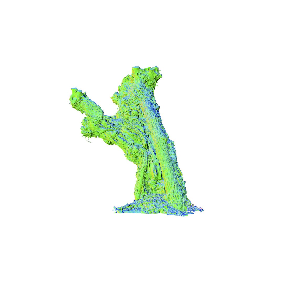 Old Willow 3D Model – Photogrammetry Tree Asset, FBX & Blender - View 7