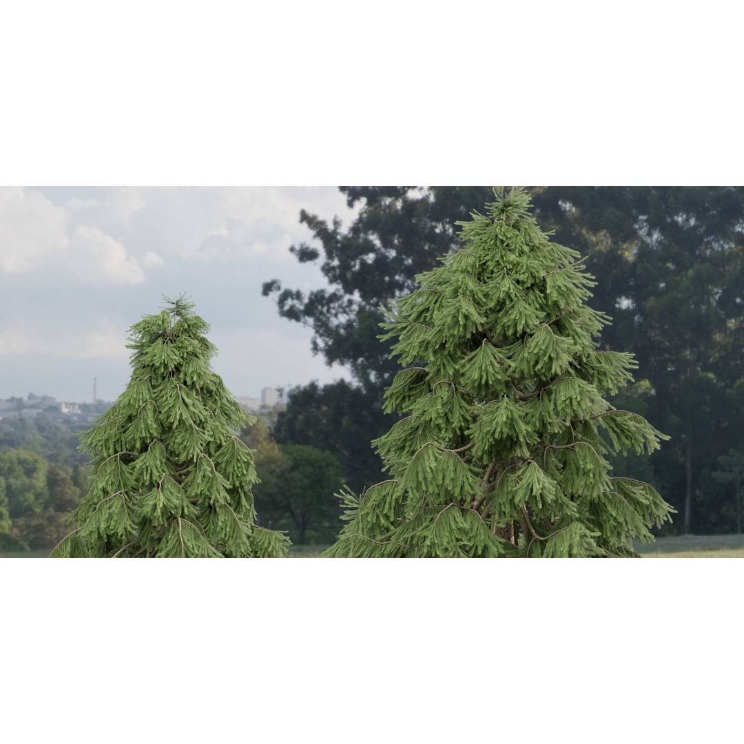 Weeping White Spruce 3D Model – PBR Landscape Asset, FBX & OBJ