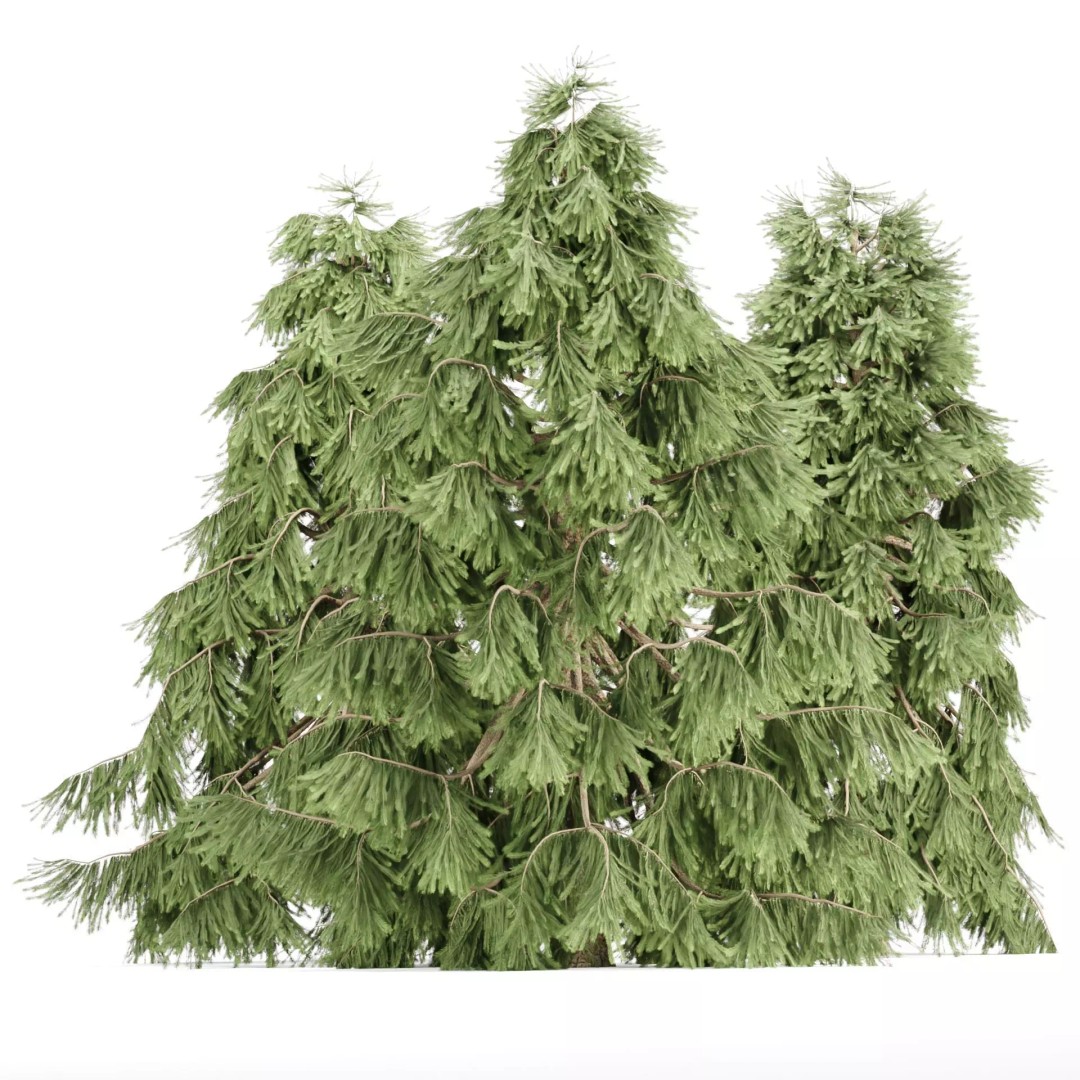 Weeping White Spruce 3D Model – PBR Landscape Asset, FBX & OBJ - View 2