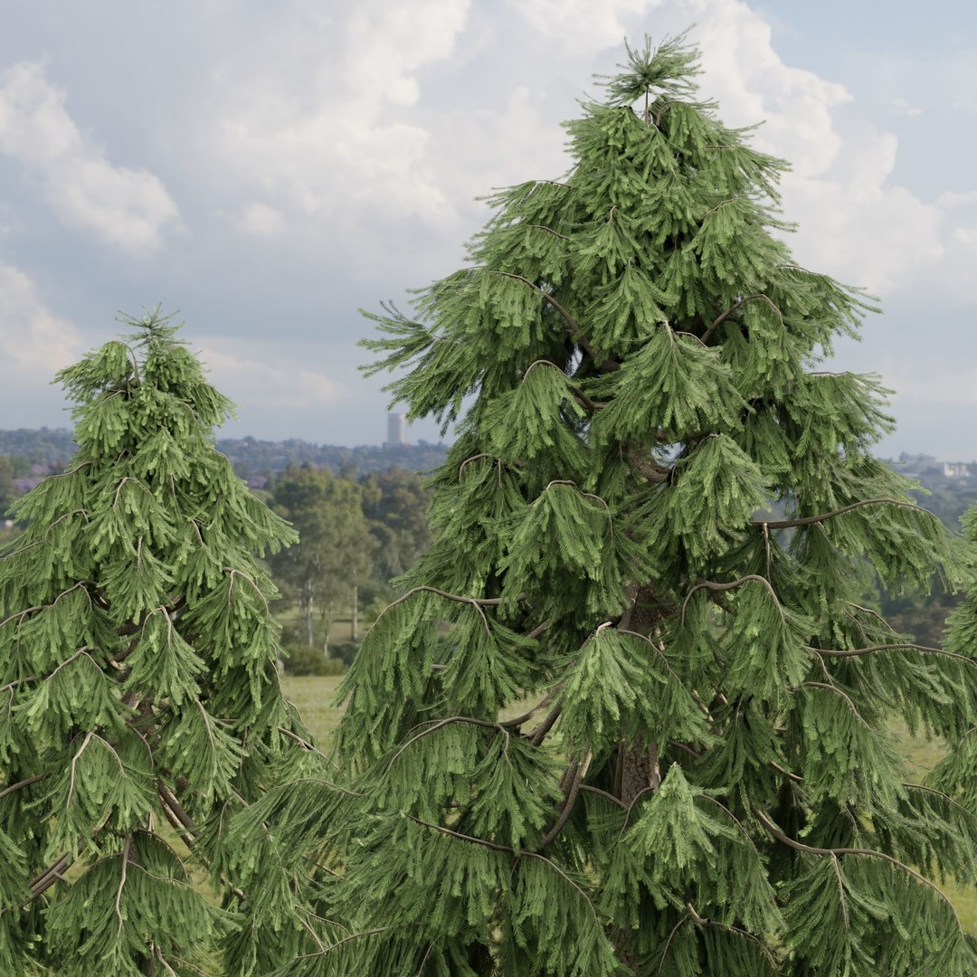 Weeping White Spruce 3D Model – PBR Landscape Asset, FBX & OBJ - View 3