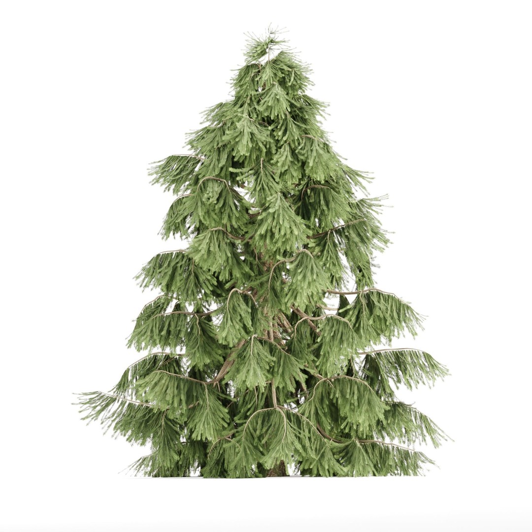 Weeping White Spruce 3D Model – PBR Landscape Asset, FBX & OBJ - View 5