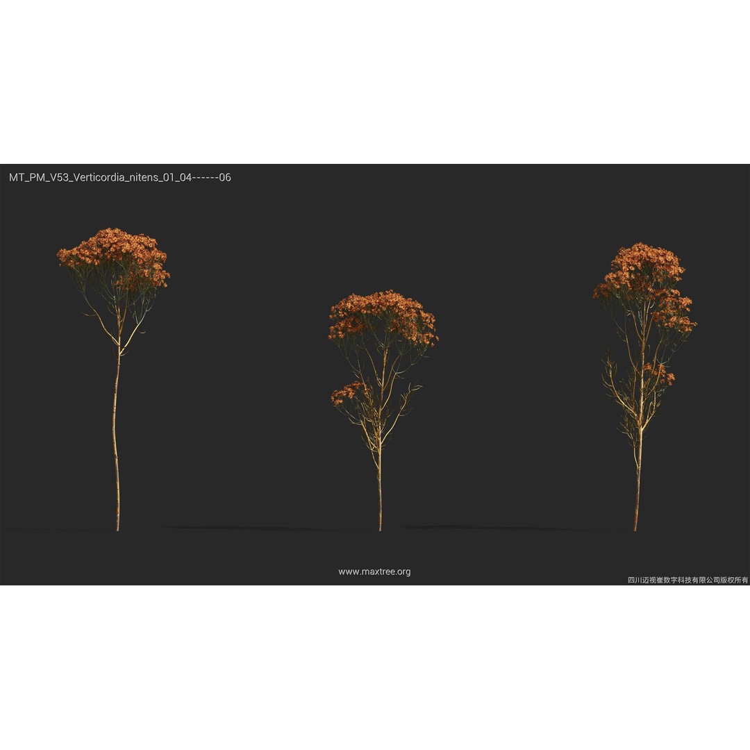 Dried Flower 3D Model – High Poly Collection, FBX, Blender, Max
