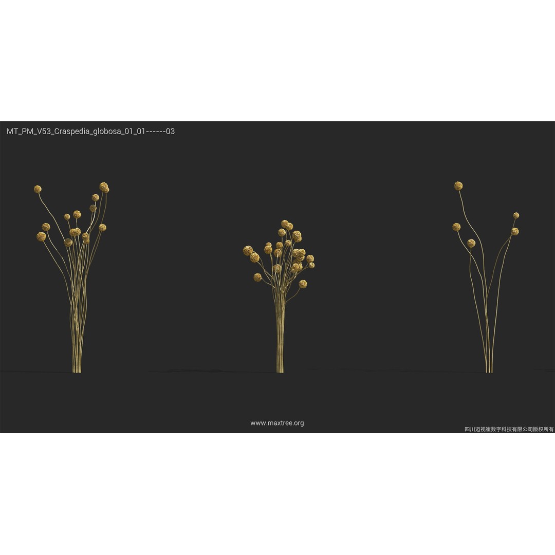 Dried Flower 3D Model – High Poly Collection, FBX, Blender, Max - View 10