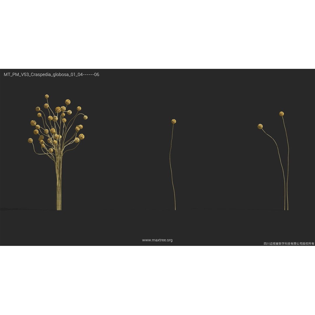 Dried Flower 3D Model – High Poly Collection, FBX, Blender, Max - View 11