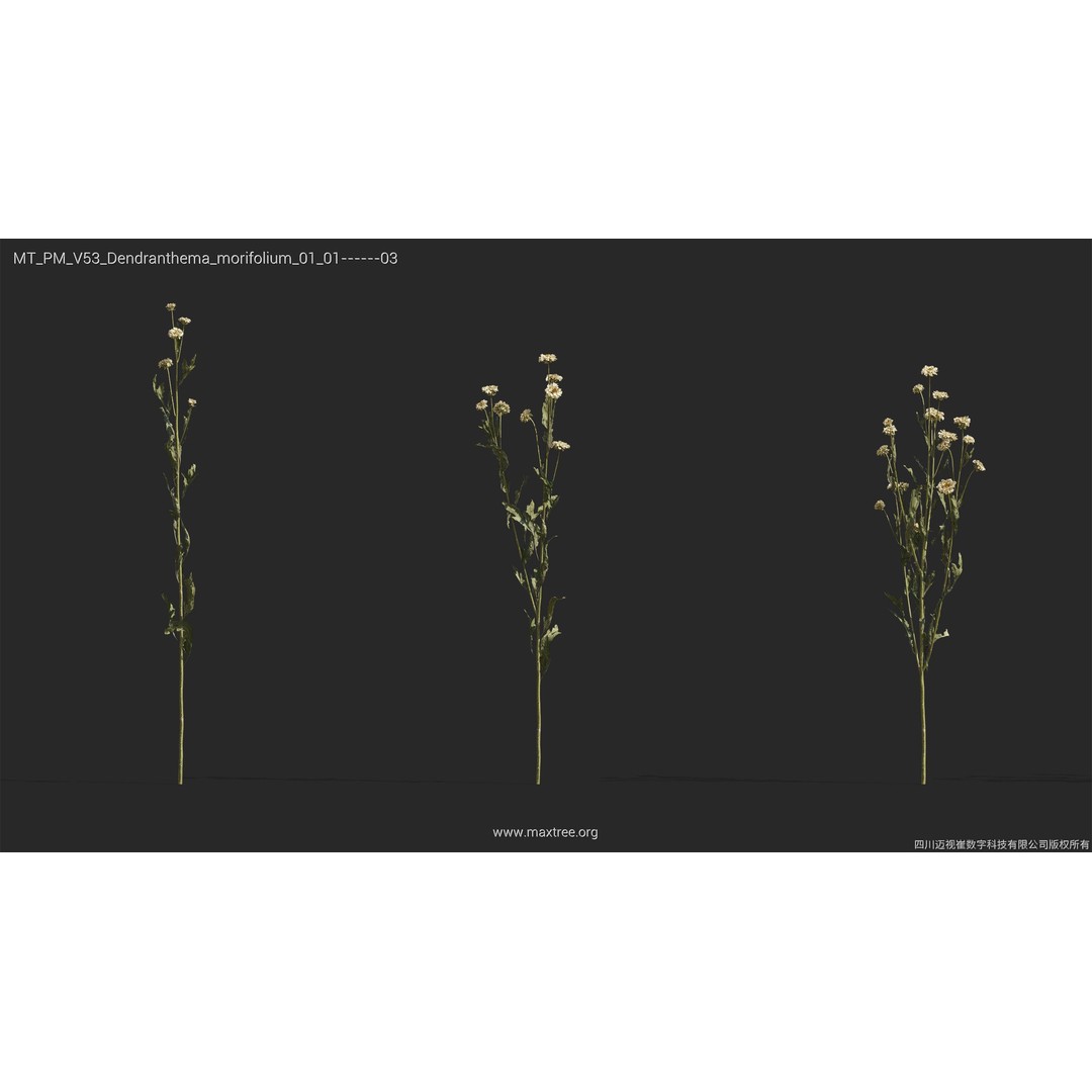 Dried Flower 3D Model – High Poly Collection, FBX, Blender, Max - View 12