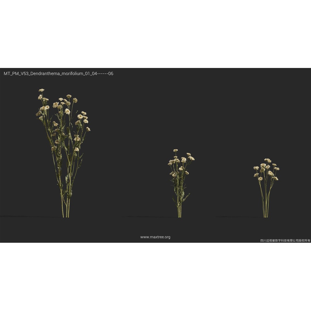 Dried Flower 3D Model – High Poly Collection, FBX, Blender, Max - View 13