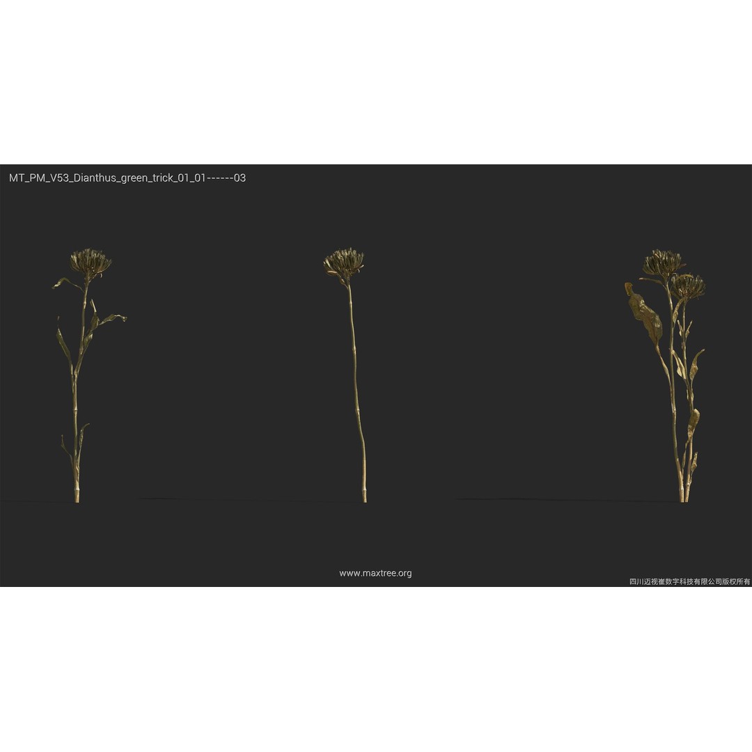 Dried Flower 3D Model – High Poly Collection, FBX, Blender, Max - View 14