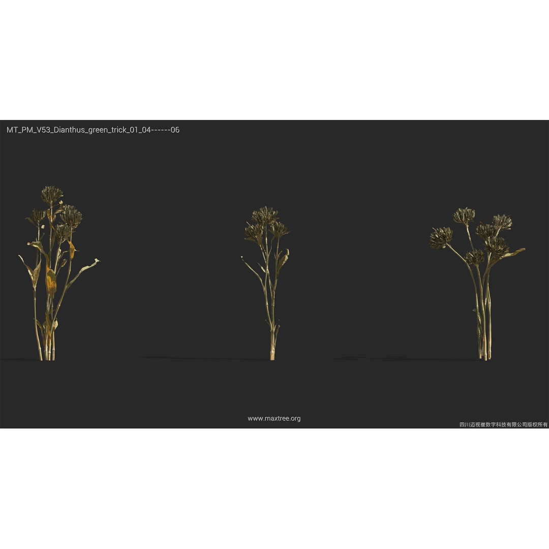 Dried Flower 3D Model – High Poly Collection, FBX, Blender, Max - View 15