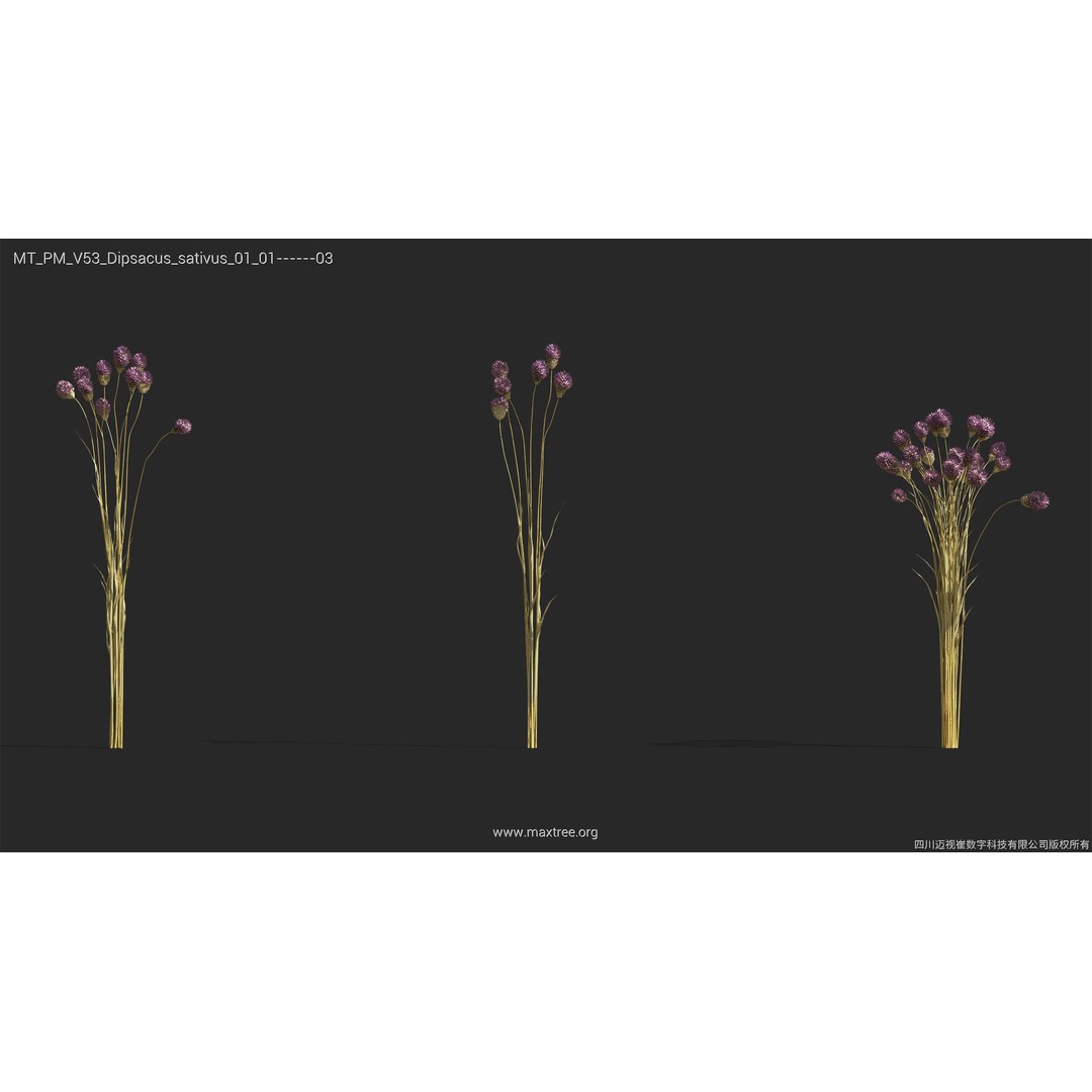 Dried Flower 3D Model – High Poly Collection, FBX, Blender, Max - View 16