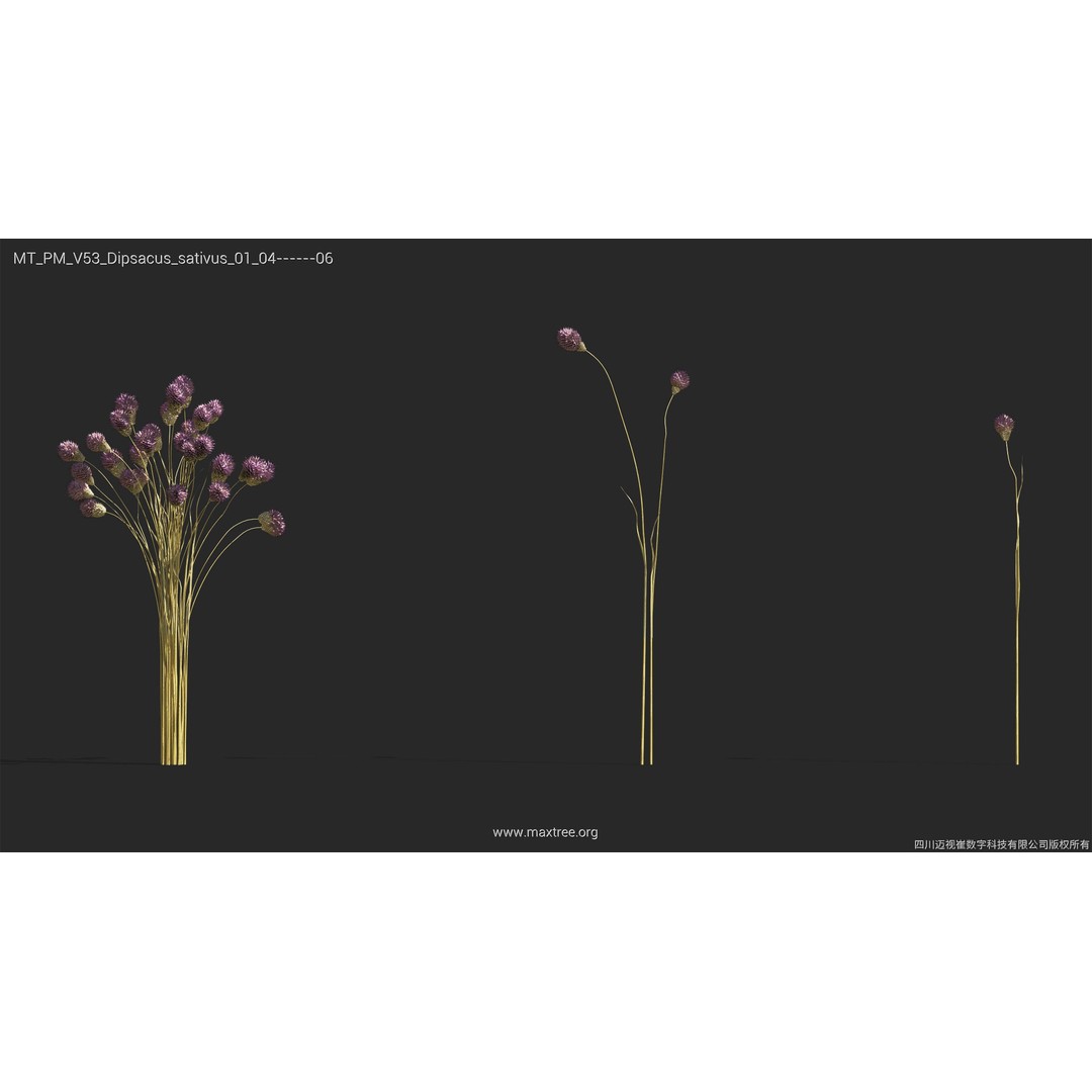 Dried Flower 3D Model – High Poly Collection, FBX, Blender, Max - View 17