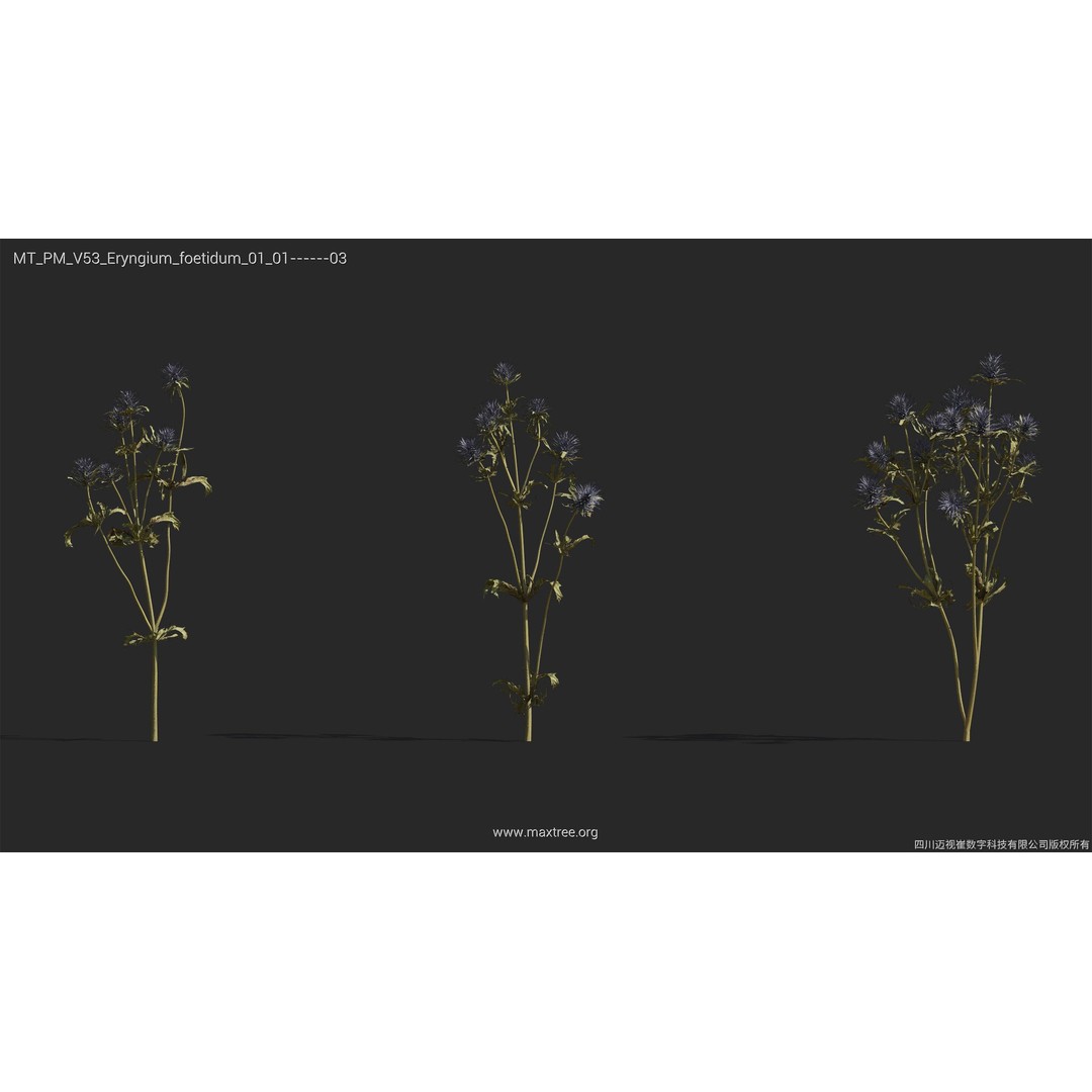Dried Flower 3D Model – High Poly Collection, FBX, Blender, Max - View 18