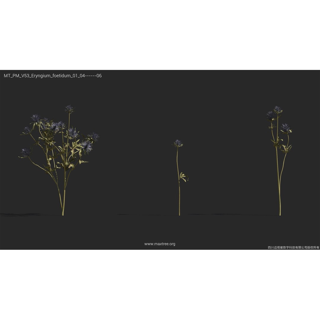 Dried Flower 3D Model – High Poly Collection, FBX, Blender, Max - View 19