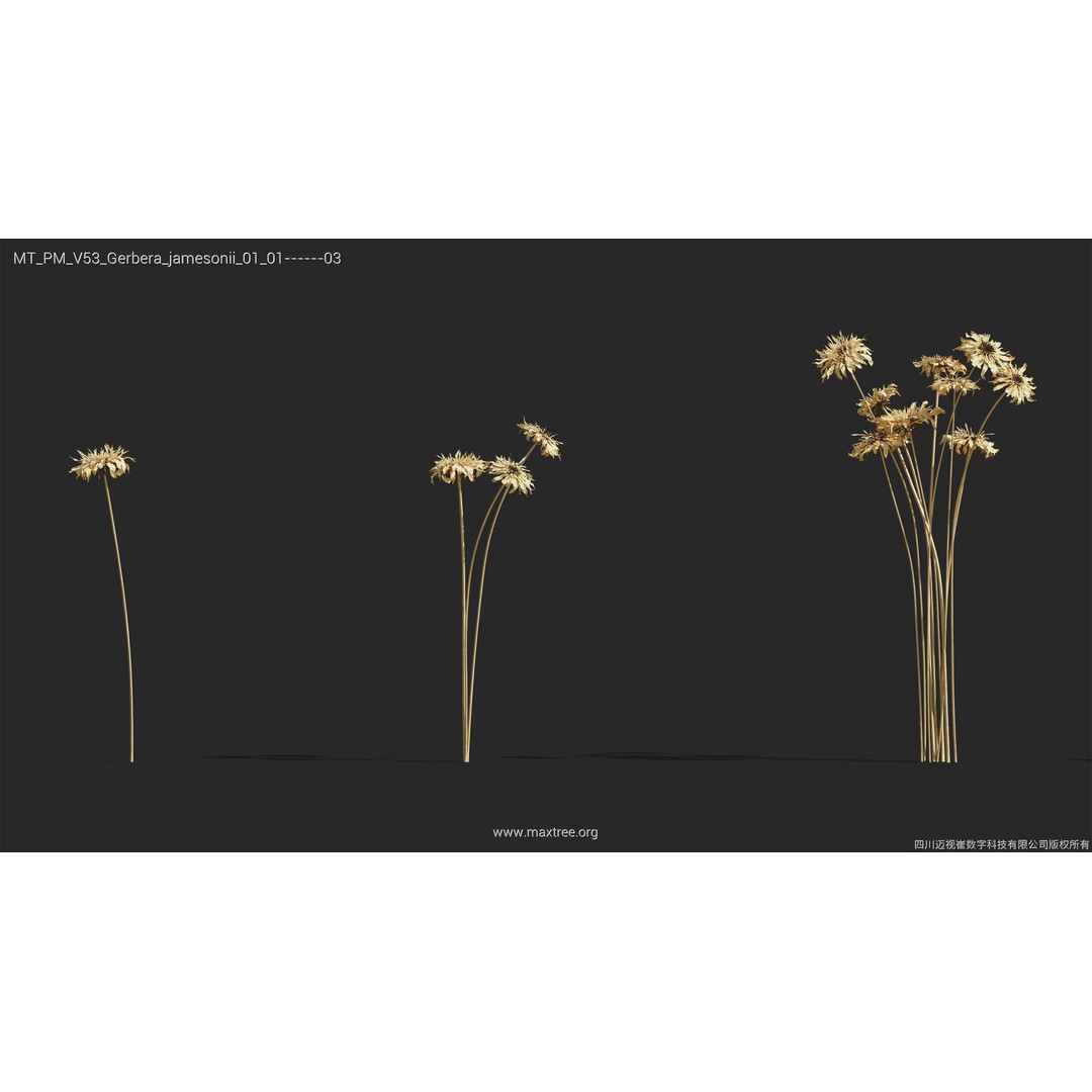 Dried Flower 3D Model – High Poly Collection, FBX, Blender, Max - View 22