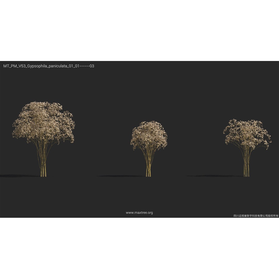 Dried Flower 3D Model – High Poly Collection, FBX, Blender, Max - View 24