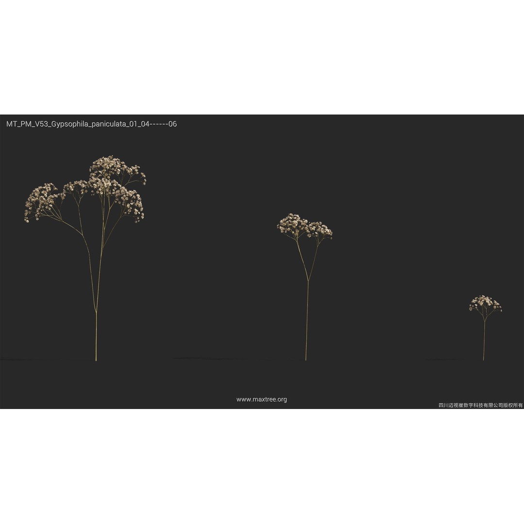 Dried Flower 3D Model – High Poly Collection, FBX, Blender, Max - View 25